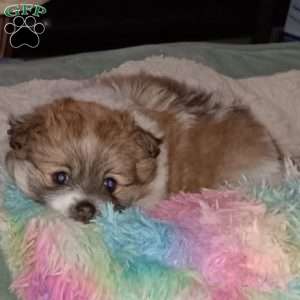 Sugar Plum- Toy, Pomeranian Puppy